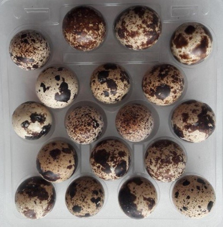 Пъдпъдъчи яйца 18 бр.